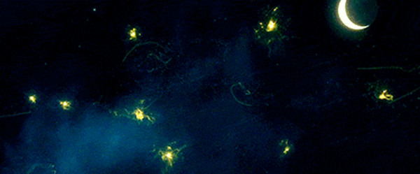20150130153434_zNeri_thumb_700_0.jpg