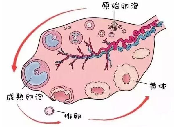 卵巢功能.jpg