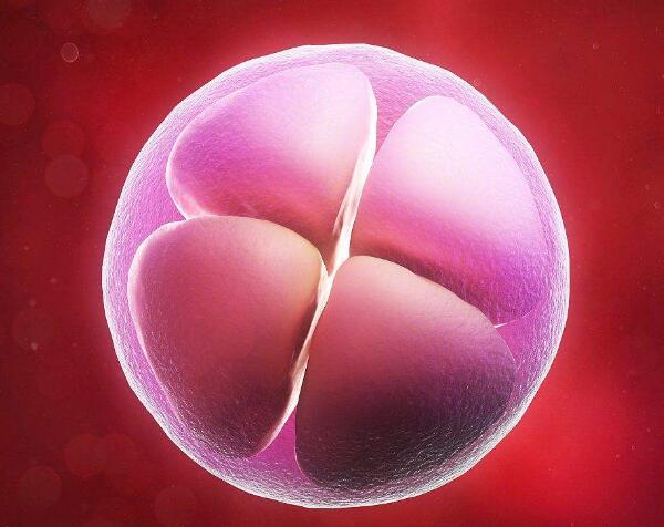 8个细胞胚胎.jpg