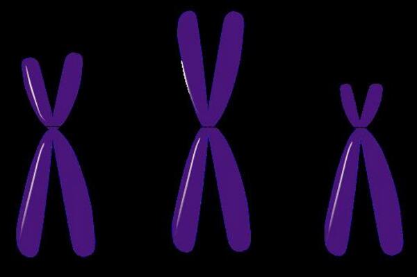 染色体1.jpg