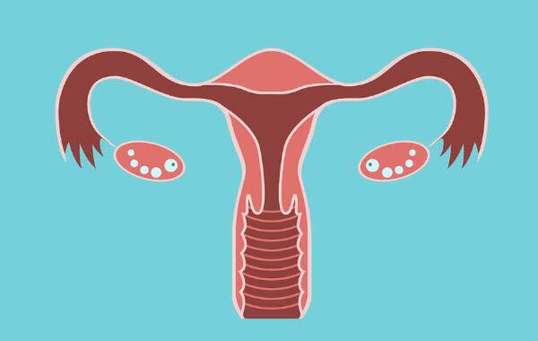 子宫卵巢.jpg