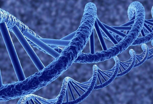 .PGS/PGD基因检测