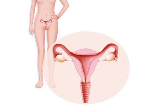 女性子宫