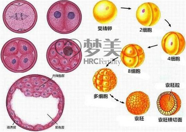 一百多个细胞的囊胚