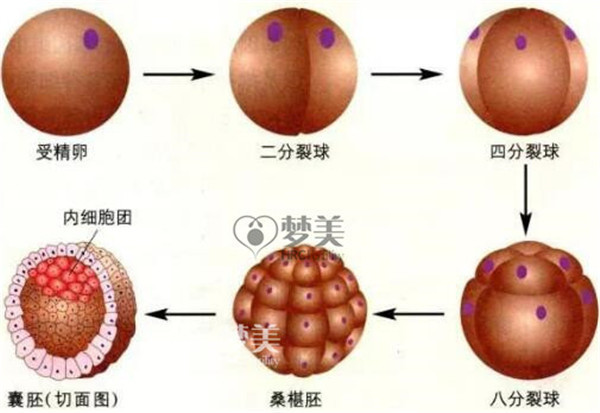 100多个细胞的囊胚