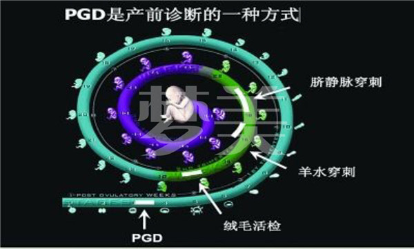 美国试管PGD