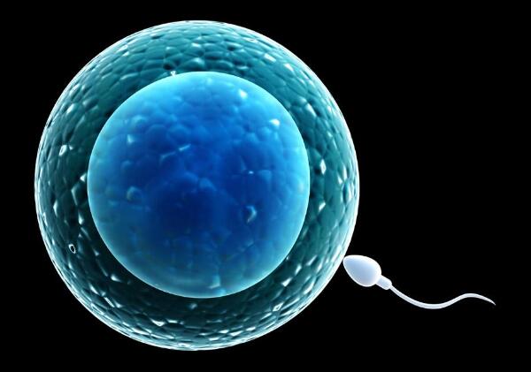 精子 卵子