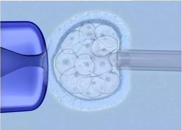 囊胚细胞提取