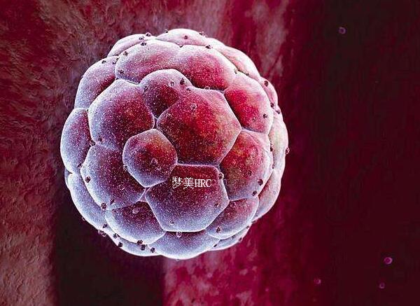新鲜胚胎