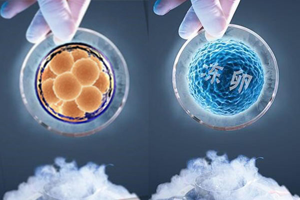 新鲜胚胎与冷冻胚胎