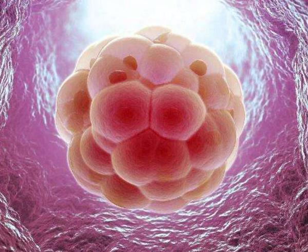 胚胎着床