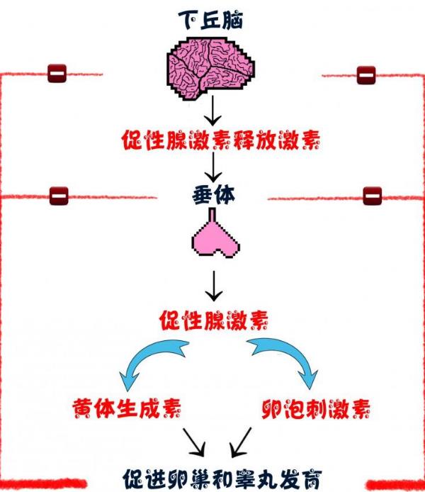 影响卵子质量