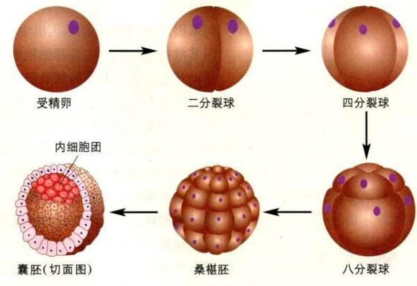 囊胚