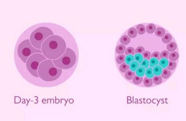 胚胎与囊胚