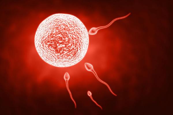 胚胎的好坏取决于精子还是卵子