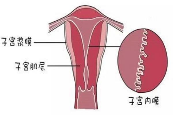 子宫内膜7