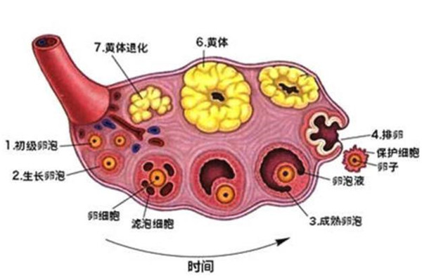 卵泡