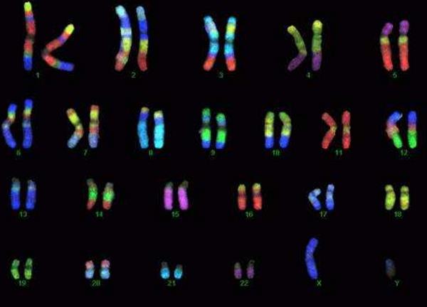 染色体基因检测