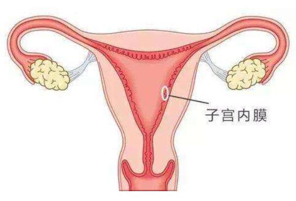 女性子宫内膜情况