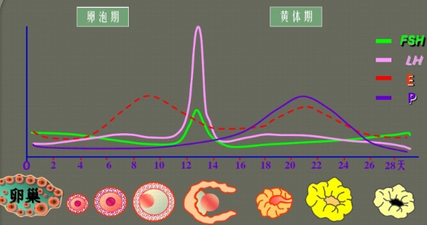 促黄体