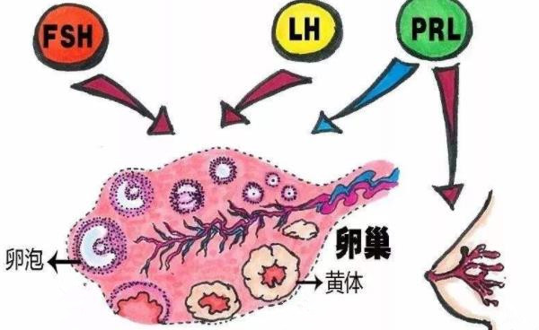 促排卵