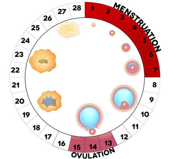 月经周期.jpg