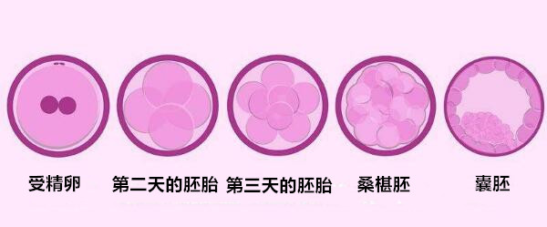 囊胚培育