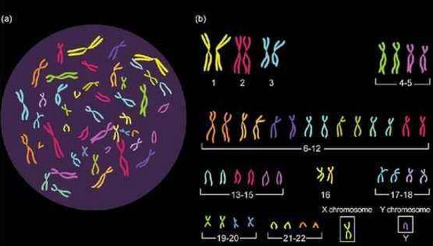 胚胎染色体.jpg