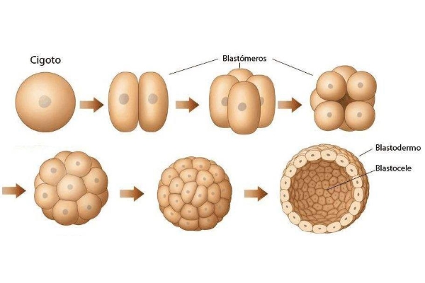 胚胎培育