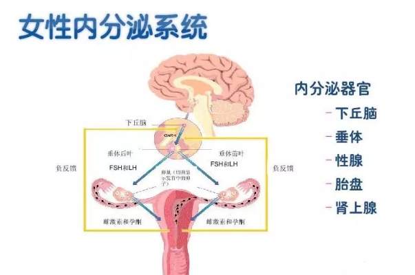 内分泌紊乱