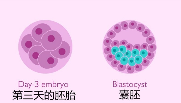 囊胚培育