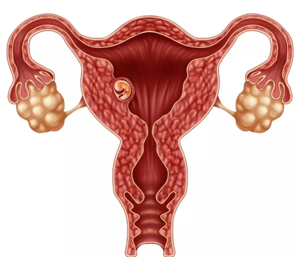 囊胚与子宫内膜