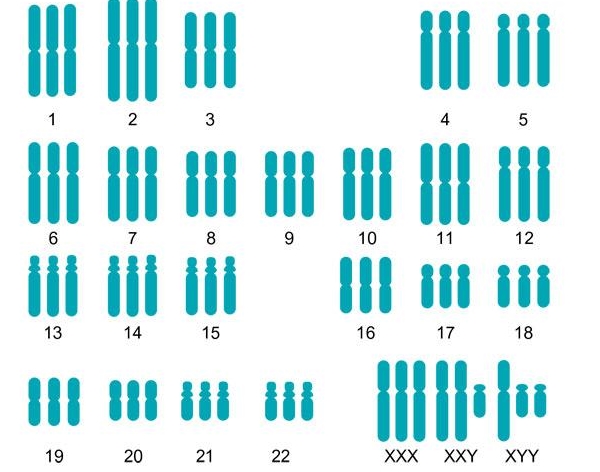 筛查23对染色体