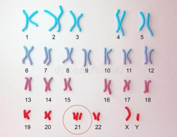 23对染色体