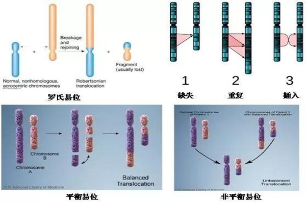 胚胎9号染色体