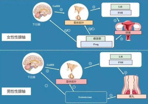 下丘脑