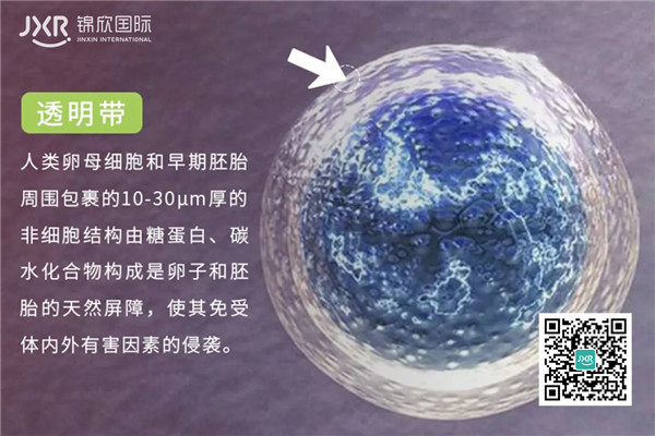 胚胎透明带