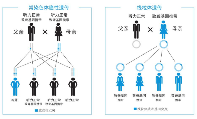 耳聋遗传基因