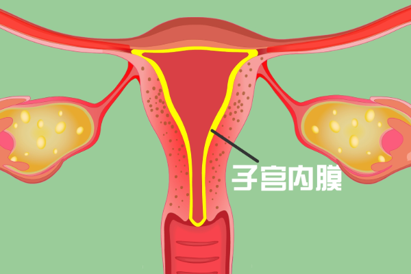 女性子宫内膜