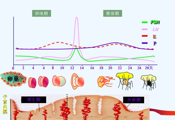 激素六项