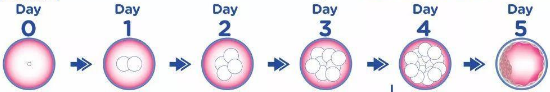 囊胚培育