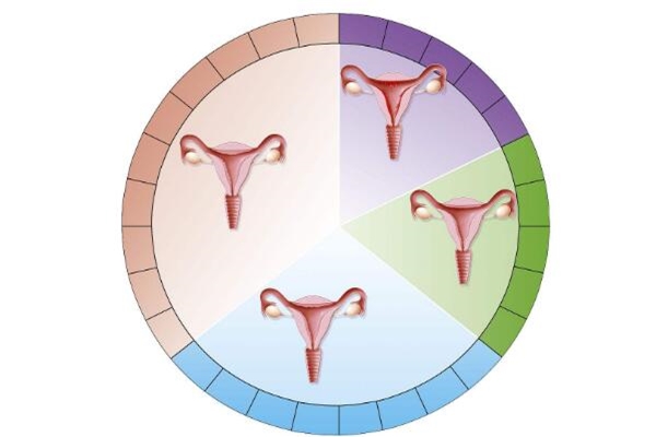女性月经周期