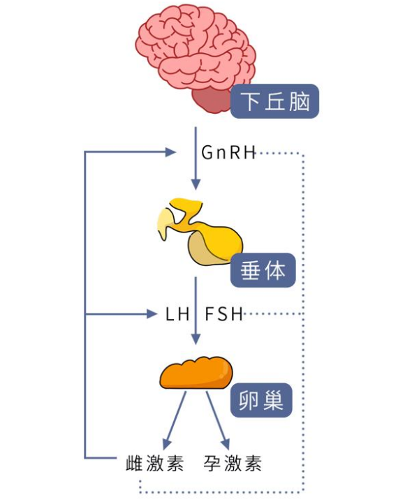 下丘脑与内分泌