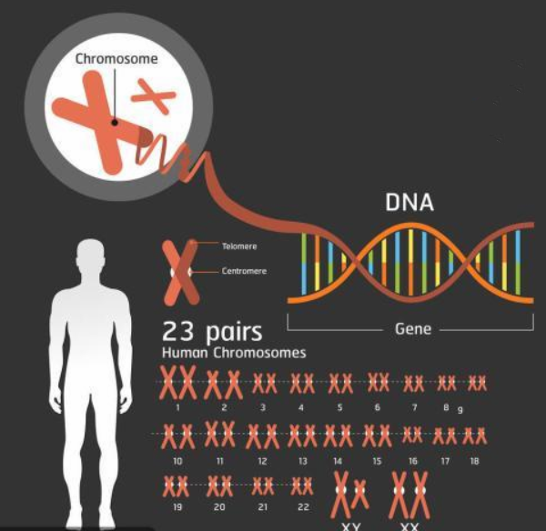 染色体的问题