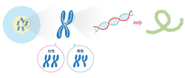 囊胚基因筛查