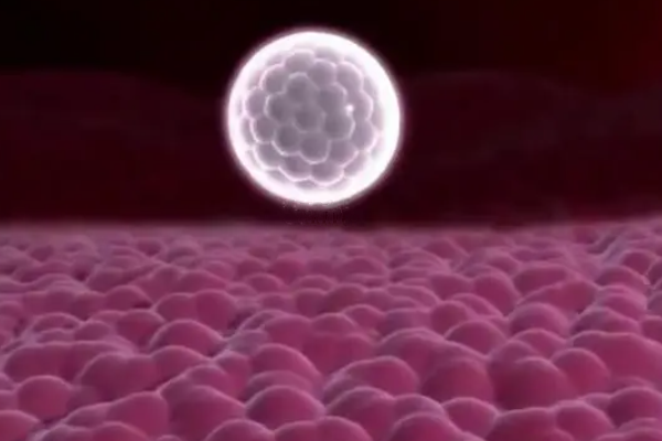 胚胎着床