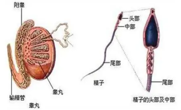 睾丸生精功能障碍