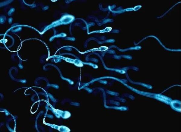 精子洗涤