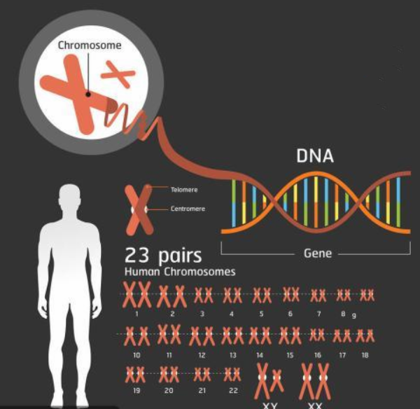 染色体基因