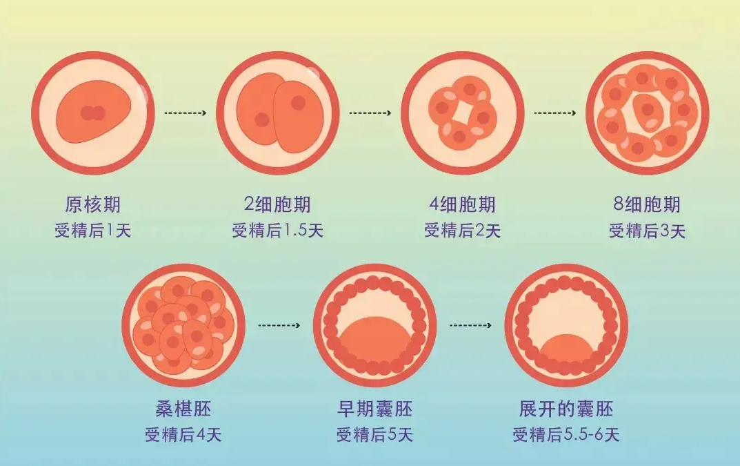 优质囊胚